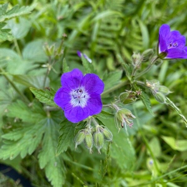 Geranium sylvaticum Λουλούδι