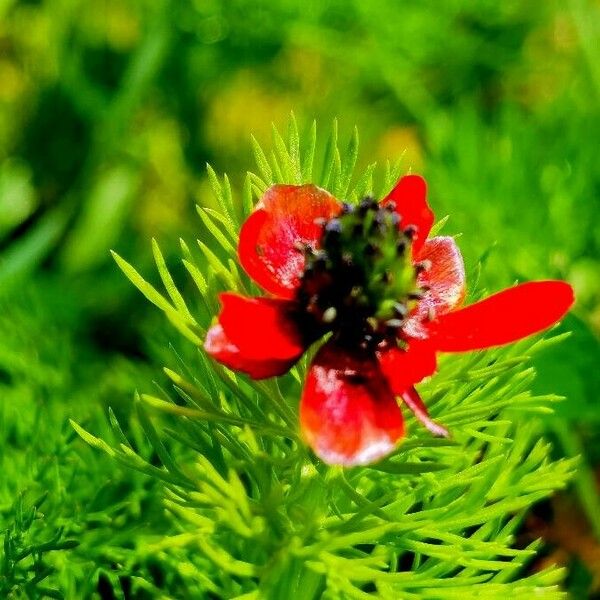 Adonis annua Flower