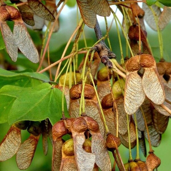 Acer monspessulanum Fruit