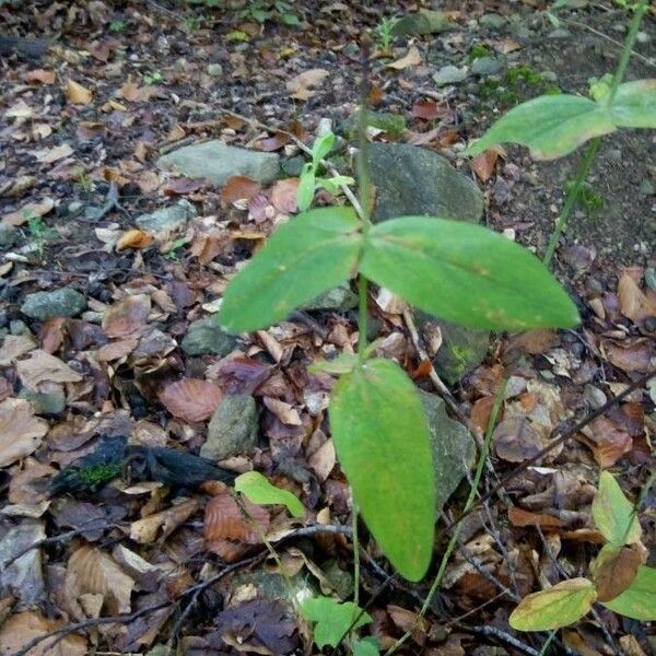 Hypericum montanum Folla