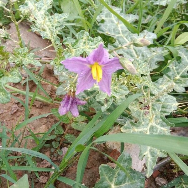 Solanum virginianum Flower