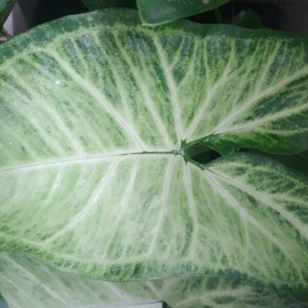 Syngonium podophyllum 葉