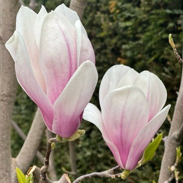 Magnolia × soulangeana Kukka