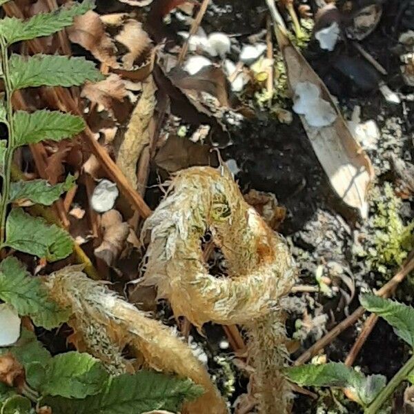 Polystichum munitum Folha