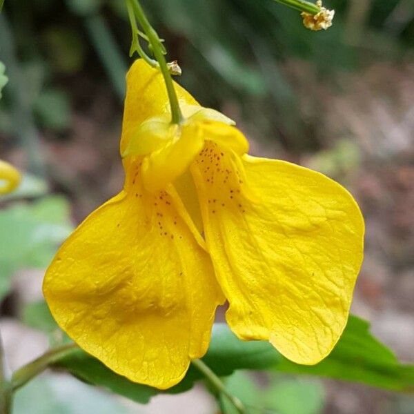 Impatiens noli-tangere Flower