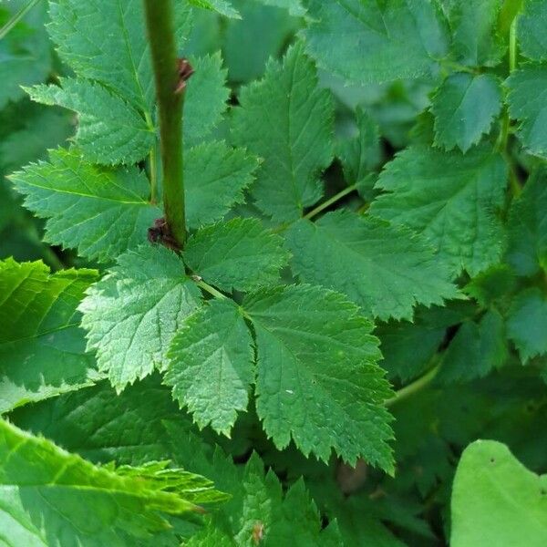 Astilbe japonica Hostoa