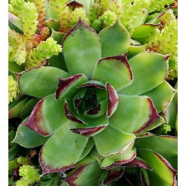 Sempervivum tectorum Blad