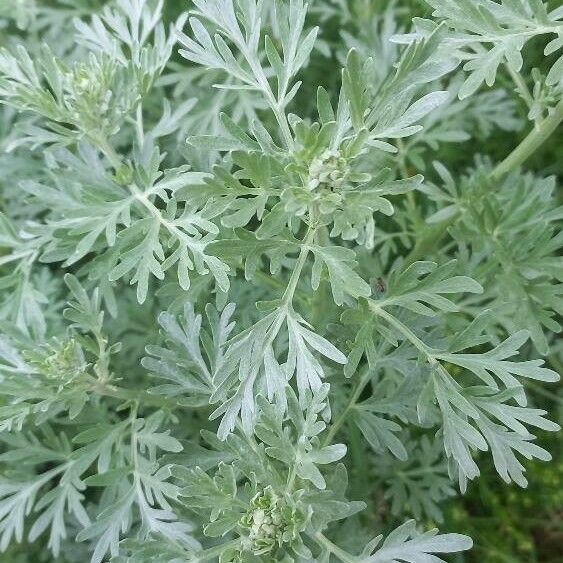 Artemisia pontica Blatt