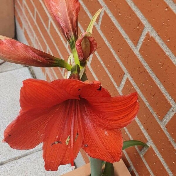 Hippeastrum reginae Květ