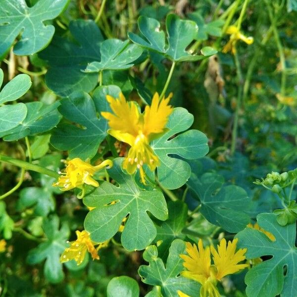 Tropaeolum peregrinum फूल