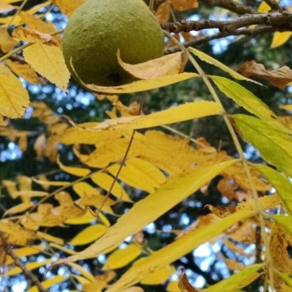 Juglans nigra Fruit