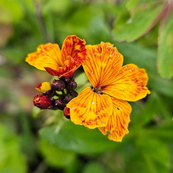 Erysimum × cheiri Blomst