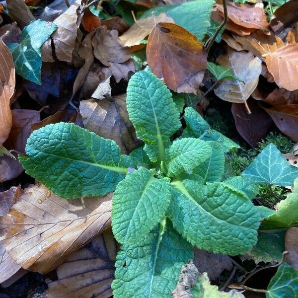 Primula vulgaris ഇല