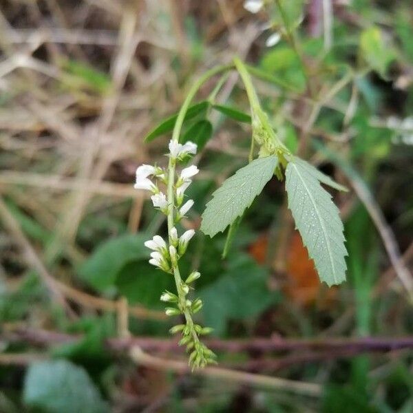 Melilotus albus Květ