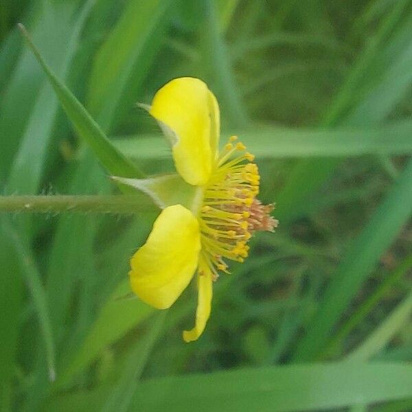 Geum urbanum Flower