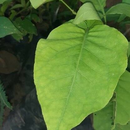 Aegle marmelos Leaf