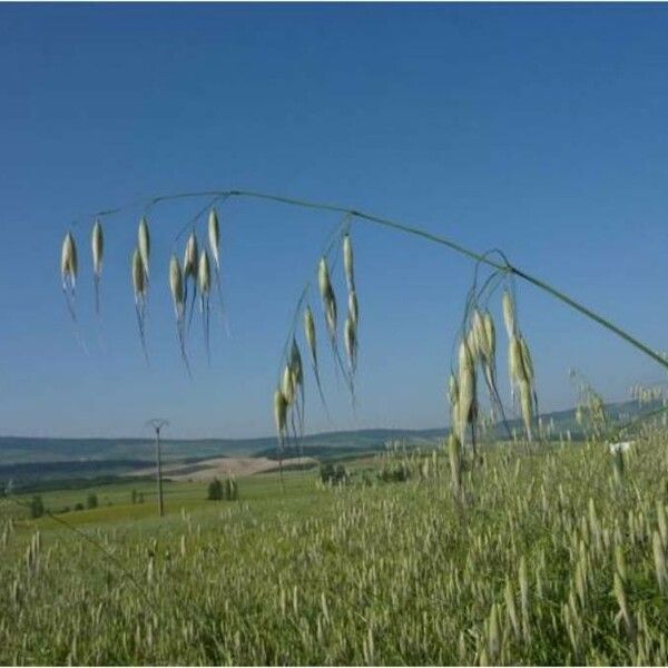 Avena sterilis Flor