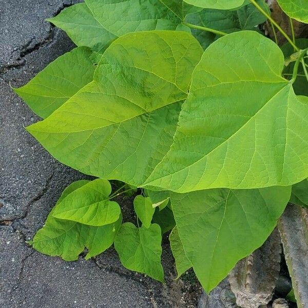 Catalpa speciosa Leaf