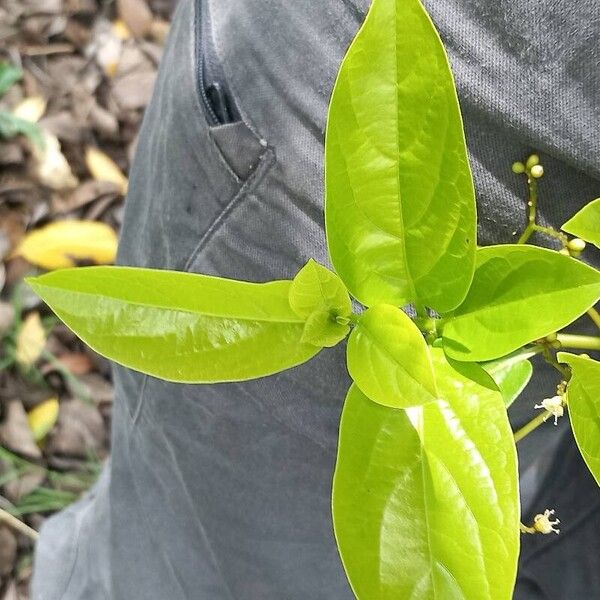 Cordia collococca Leaf