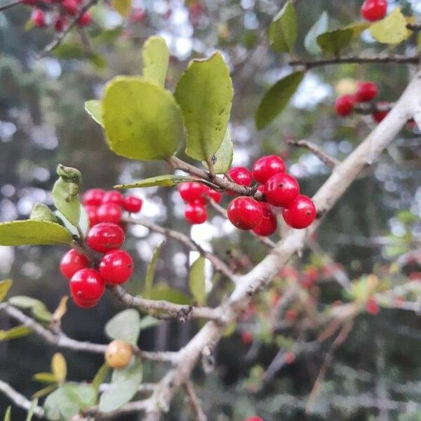 Ilex vomitoria ഫലം