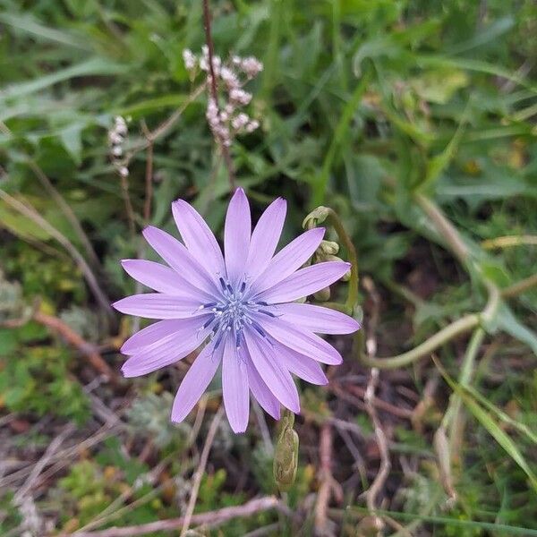 Lactuca perennis Flower