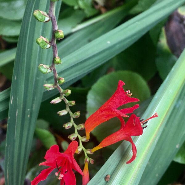 Crocosmia × crocosmiiflora 花