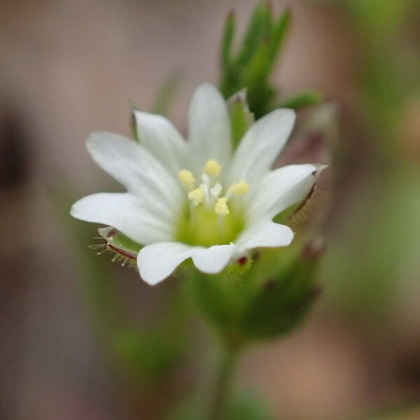 Cerastium pumilum Flower