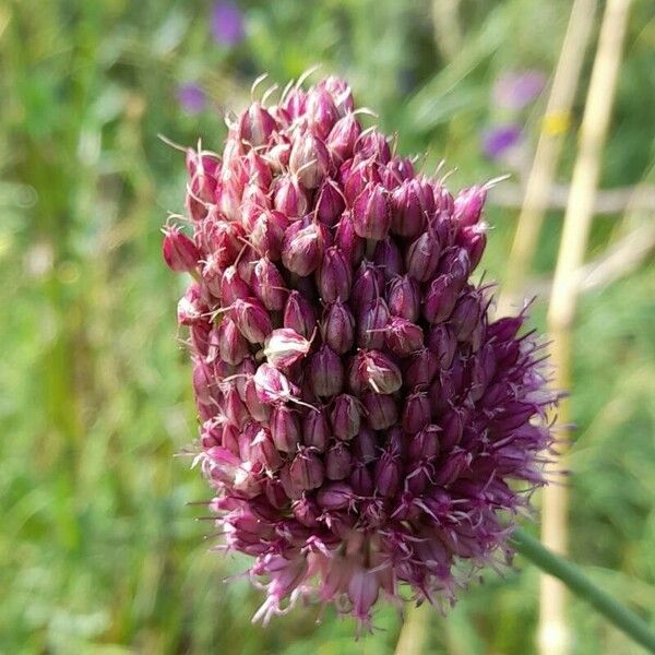 Allium sphaerocephalon 花