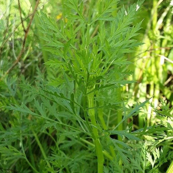 Ammi majus Folla