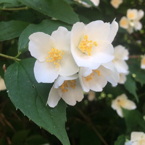 Philadelphus coronarius Bloem