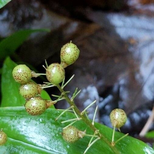 Maianthemum canadense Plod