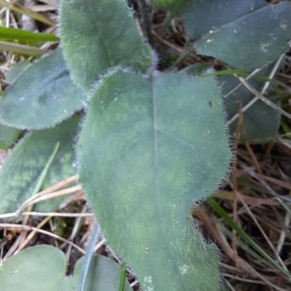 Hieracium lachenalii Leaf