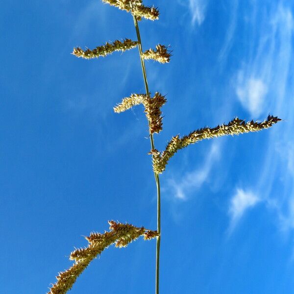 Echinochloa crus-galli ᱛᱟᱦᱮᱸ