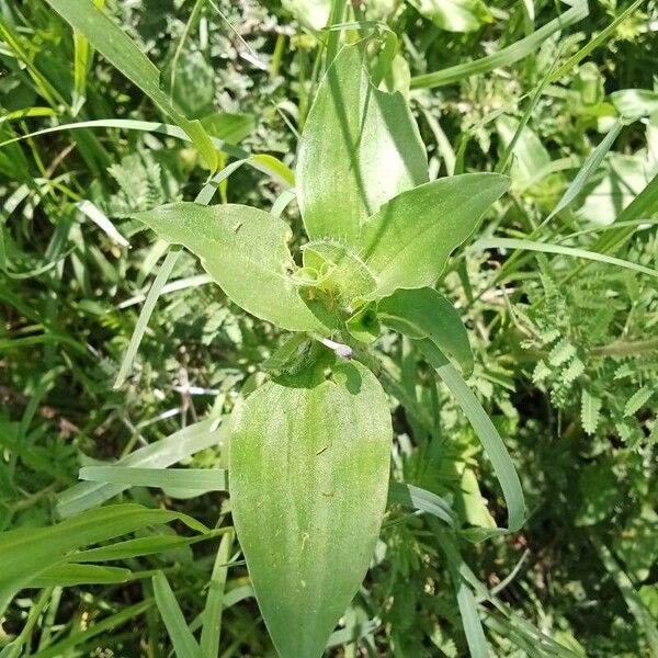 Commelina benghalensis List