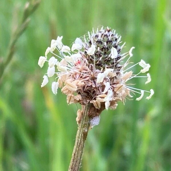 Plantago argentea Flower