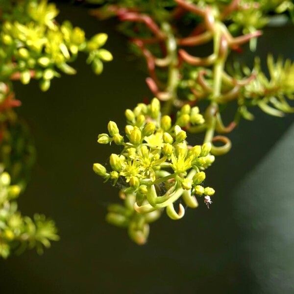 Sedum sexangulare Muu