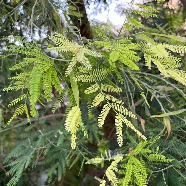 Acacia melanoxylon Deilen