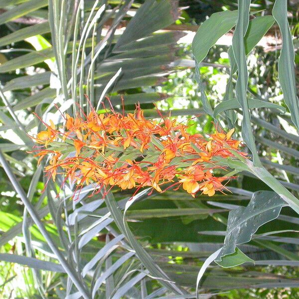 Hedychium coccineum Blomma