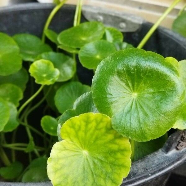 Hydrocotyle umbellata Blatt