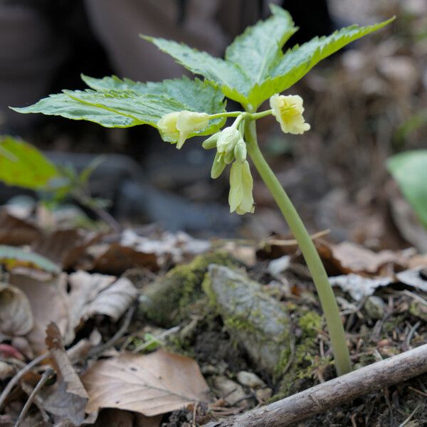 Cardamine enneaphyllos Flower