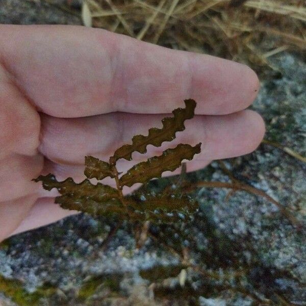 Potamogeton crispus Blatt