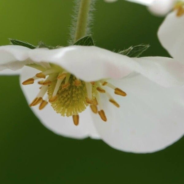 Fragaria moschata 花