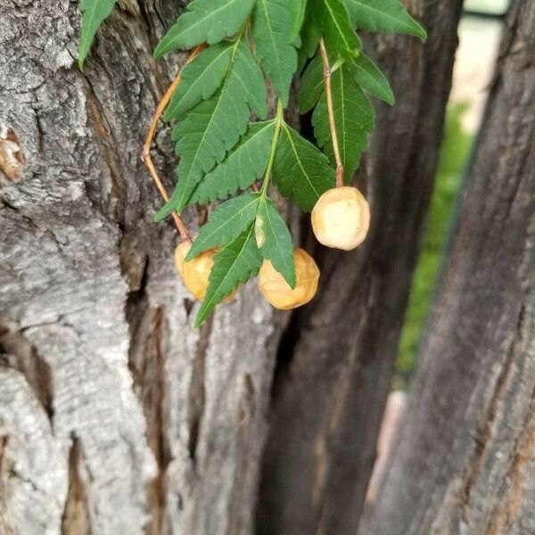 Melia azedarach Fruit