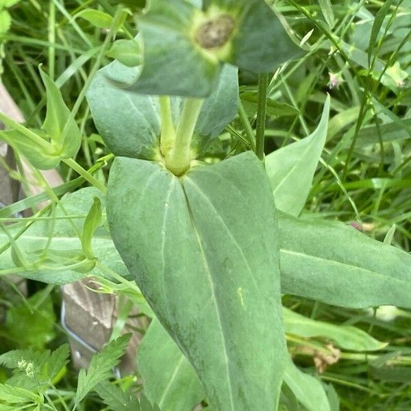 Gypsophila vaccaria Leaf