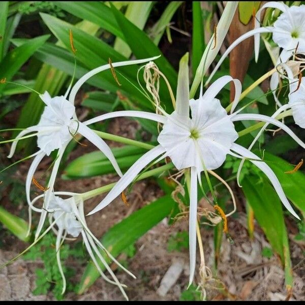 Hymenocallis liriosme Kvet