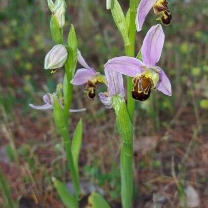 Ophrys apifera Flor