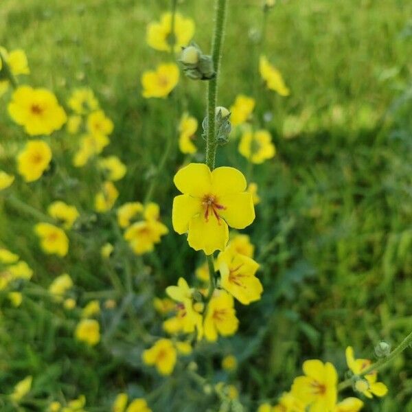 Verbascum sinuatum Kwiat