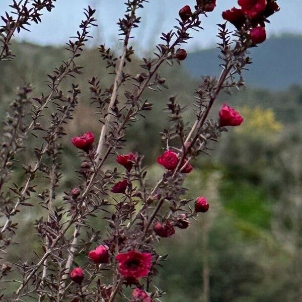 Leptospermum scoparium Blomst