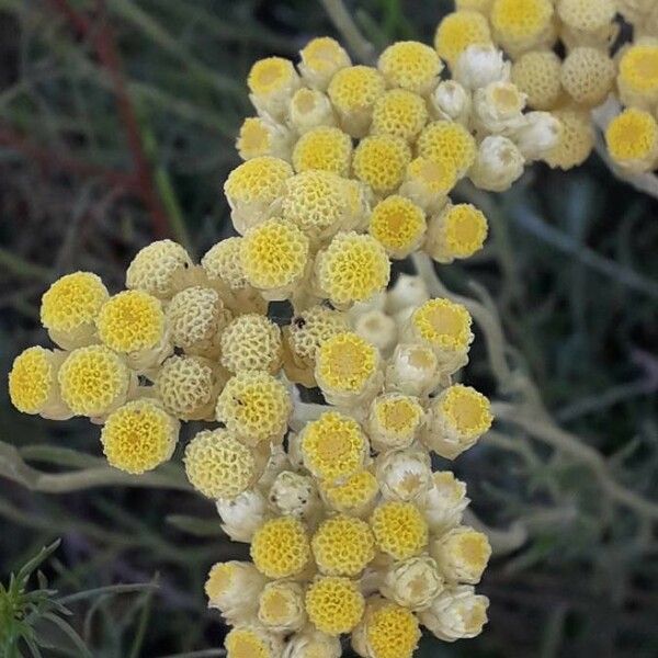 Helichrysum stoechas Цветок