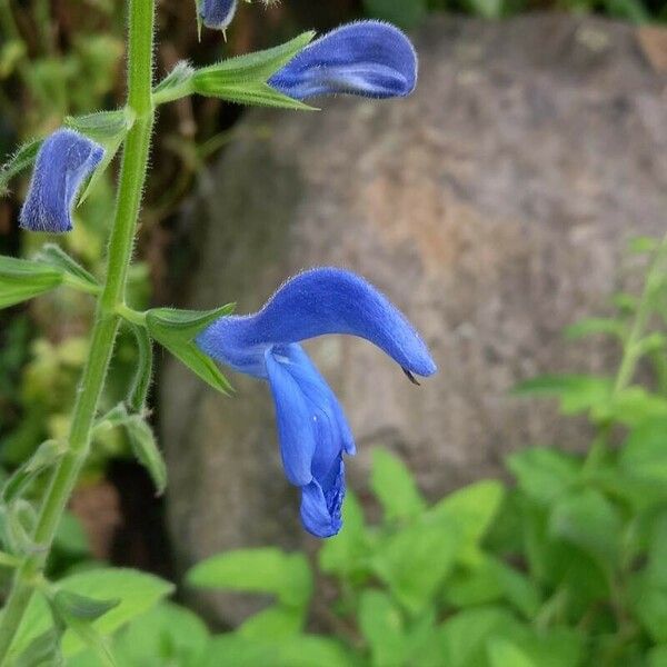 Salvia patens Flor